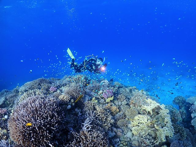 ���݂Ă񂮁E�_�C�r���O�T�[�r�X