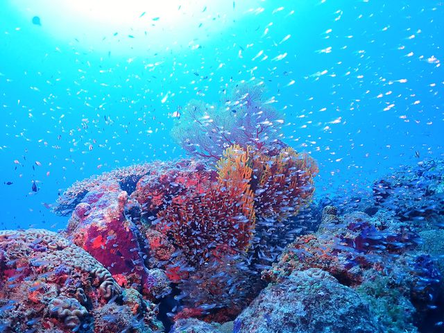 ���݂Ă񂮁E�_�C�r���O�T�[�r�X