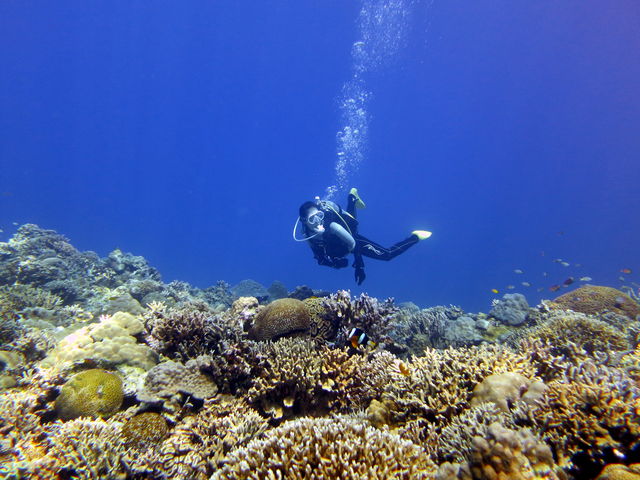 ���l�Ȑ��������ރT���S�ʂ��̂�т�U���I_���݂Ă񂮁E�_�C�r���O�T�[�r�X