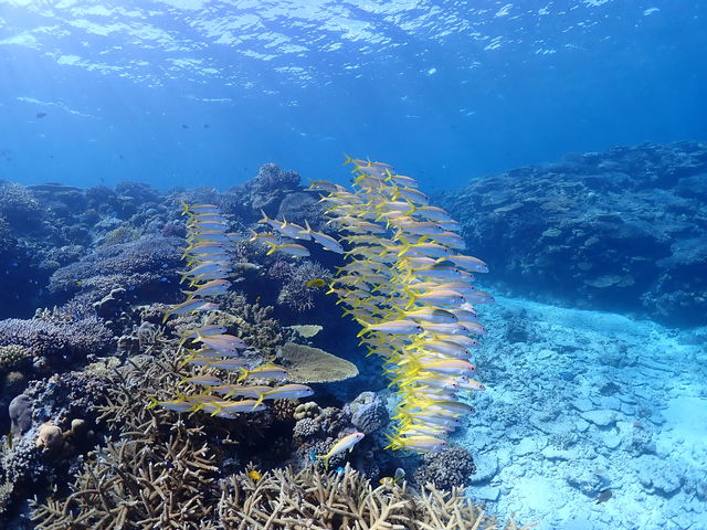 ���݂Ă񂮁E�_�C�r���O�T�[�r�X