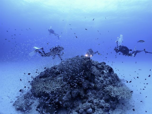 ���݂Ă񂮁E�_�C�r���O�T�[�r�X