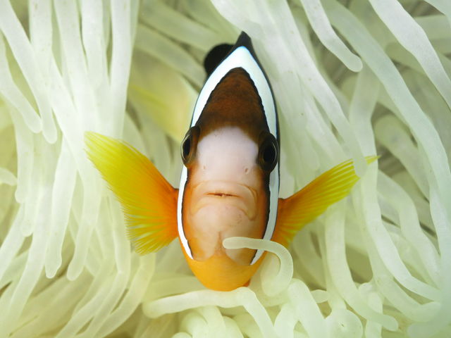 ����ɂ͂U��ނ̃N�}�m�~�����܂���I_���݂Ă񂮁E�_�C�r���O�T�[�r�X