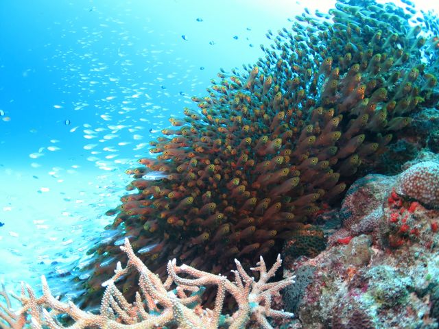 ���݂Ă񂮁E�_�C�r���O�T�[�r�X