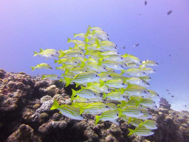 ���݂Ă񂮁E�_�C�r���O�T�[�r�X