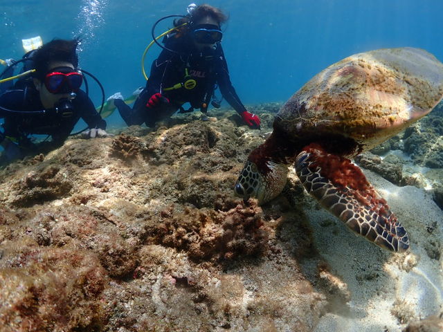 ���v���_�C�r���O�K�C�h���S�n