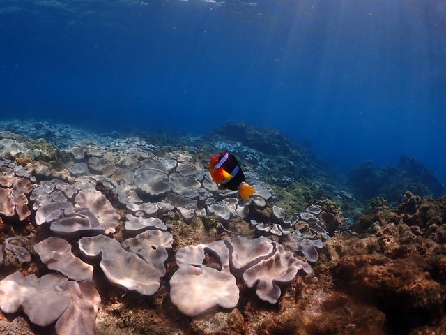 ���v���_�C�r���O�K�C�h���S�n