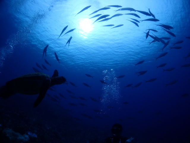 ���v���_�C�r���O�K�C�h���S�n