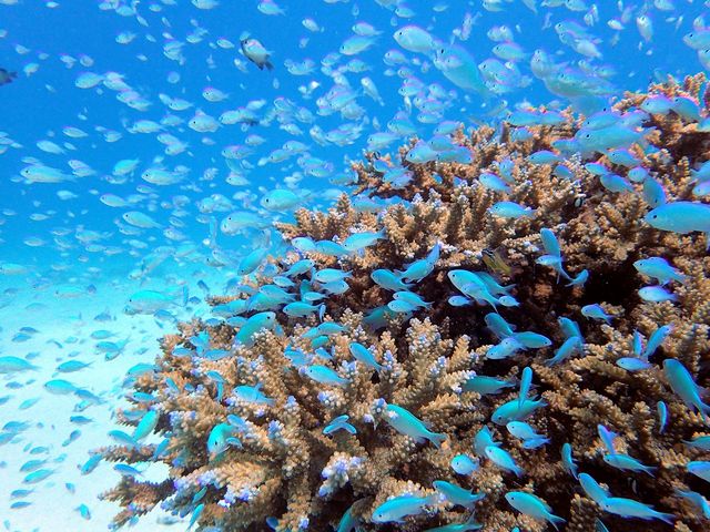 �c�Ǌԏ����@���Ԗ����t�@���_�C�r���O_�ߔe�V�[�}����