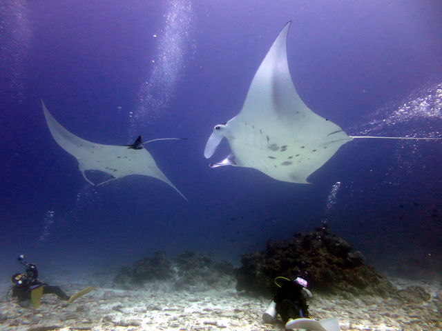 �P���}�����Ń}���^�ɑ���_�ߔe�V�[�}����