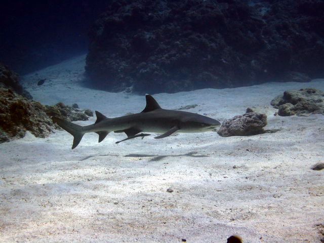 �c�Ǌԏ����t�@���_�C�r���O_�ߔe�V�[�}����