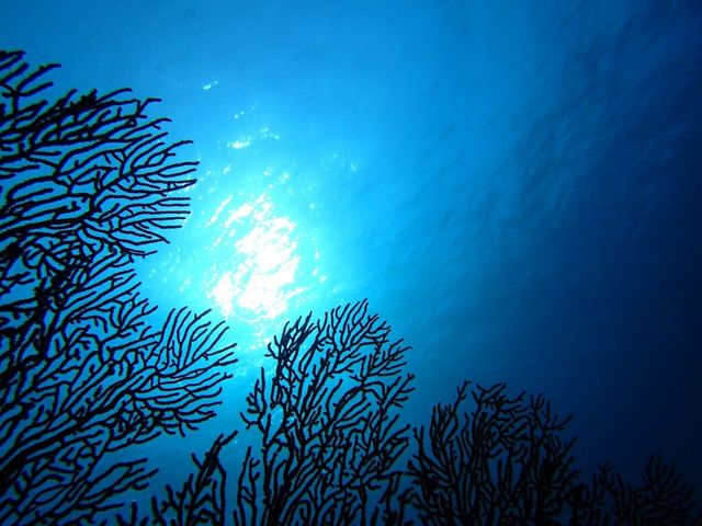 ���z�I�Ȑ̓��A�֐����x���z����������_Pro�@Scuba�@Team�@SEALs