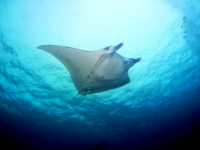 �����ł��邩����_Pro�@Scuba�@Team�@SEALs