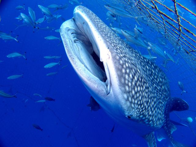 �}�����N���[�A�Q�C���̎ʐ^1