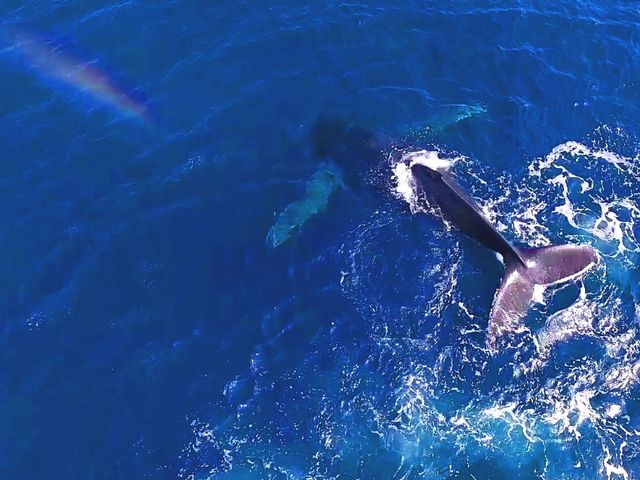 ���N�W���K�C�h���K���N�W�������������܂���_�}�����N���u �x���[ �ߔe�X