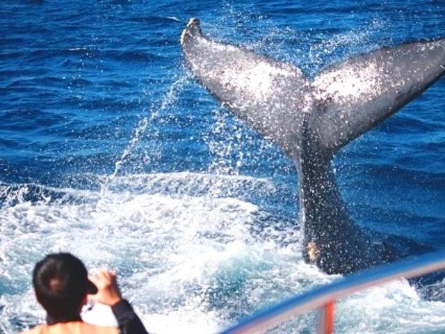 ���ԋ߂Ō��邭����͂܂�ŋ����ɏo������悤�ȑ唗�́I_�}�����N���u �x���[ �ߔe�X