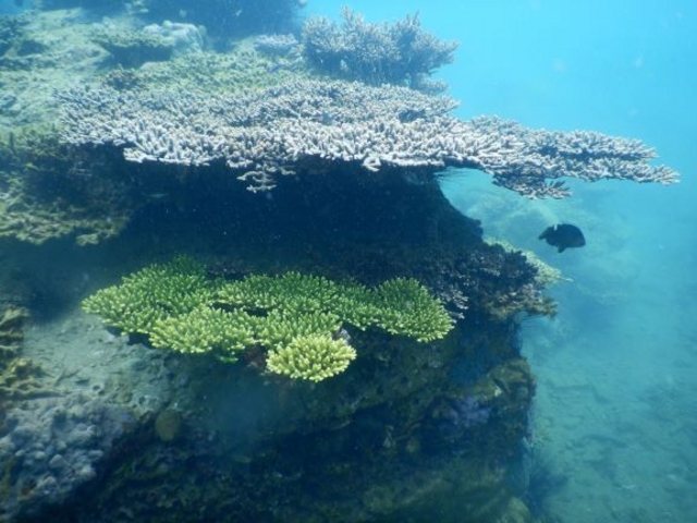 34種類のサンゴが、何と・・・海水浴場に生息していますヨォ～_やったろうde高島