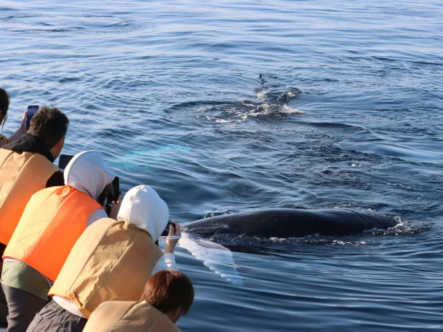 �A�V�r�[�u���[