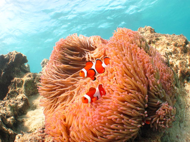 ��l�C�A�j���ɉ�邱�Ƃ�(^^)/_�{�C�X�v���X