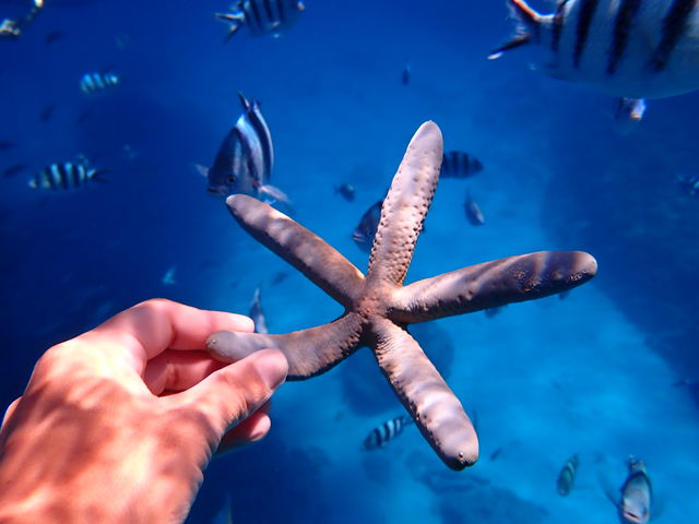 �����̐���_�J�C�U�[�}�����N���u