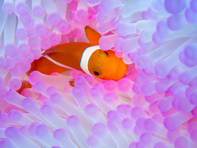 �����J�N���N�}�m�~�ɉ��c�A�[��_�`���� ���ꑍ���A�E�g�h�A�c�A�[���X