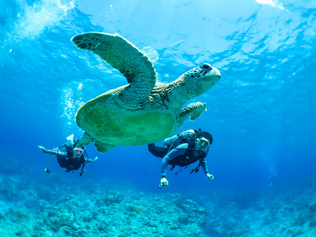 ����̊C�ł̃_�C�r���O�c�A�[�e��J��_�`���� ���ꑍ���A�E�g�h�A�c�A�[���X