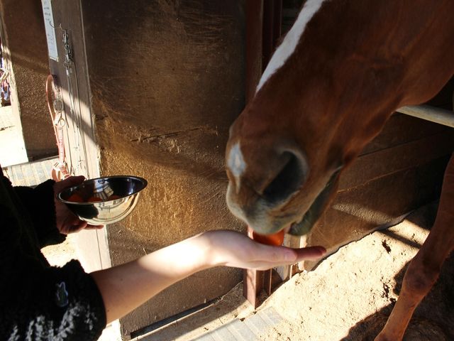 *�G�T���/��n�̌�͊��ӂ̋C���������߂āA�j���W���������܂��B�j���W���̎������݂��\�ł��B_�ɓ��̏�n�N���u�V��z�[�X�r���b�W