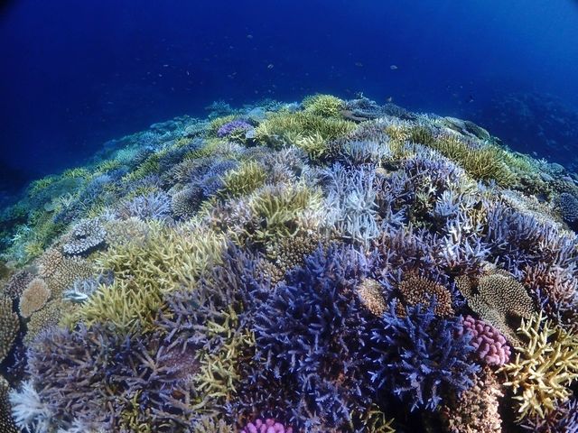 �g���\�[���}�����V���b�v