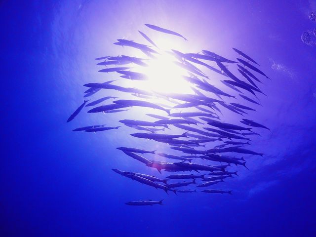 �g���\�[���}�����V���b�v