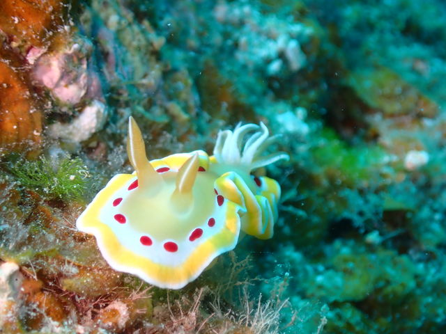 �g���\�[���}�����V���b�v