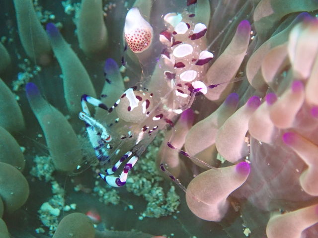 �_�C�r���O�X�N�[��WITH�R��