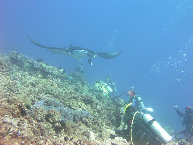 �}���^�ڋߒ�_�p���_�C�X��y��