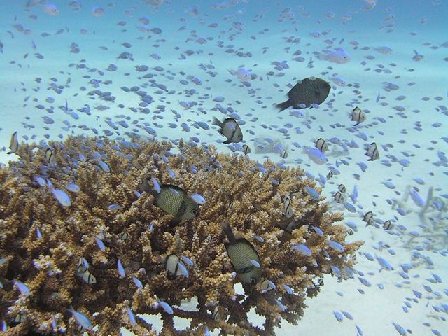 �f�o�X�X���_�C_�p���_�C�X��y��