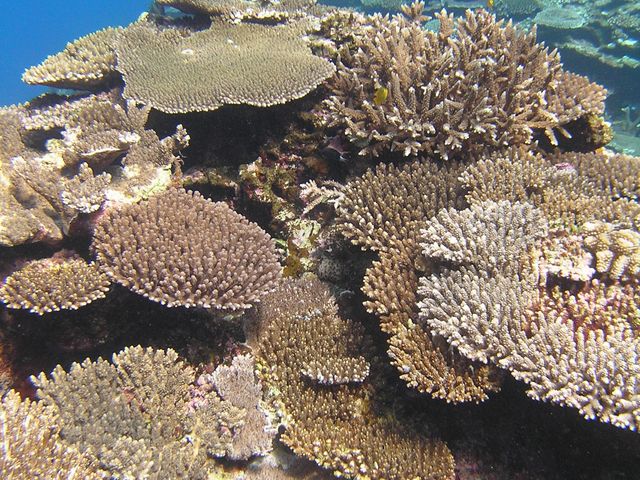 �T���S_�p���_�C�X��y��