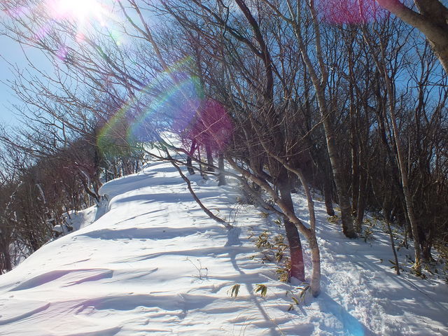 �~�G�X�m�[�V���[�c�A�[_�O���[���f�B�X�J�o���[�@�ԏ�