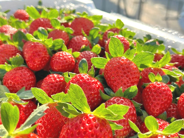 ��I�����݉���@�z�e���@�x�����F�f�[��