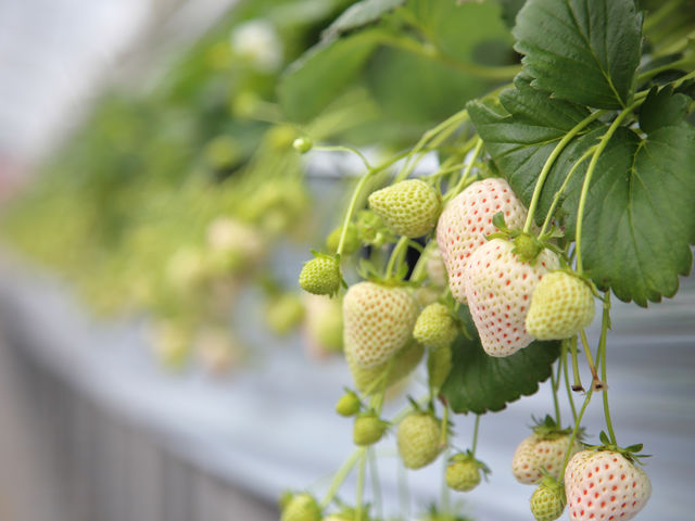 ���������������u�V�g�̂������v_��I�����݉���@�z�e���@�x�����F�f�[��