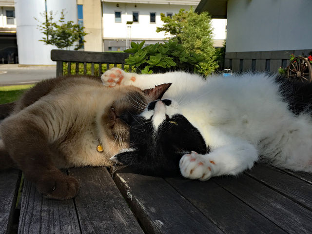 �H�[�̊ŔL�@�Ԃ񂿂��Ƃ���т����_���̍H�[