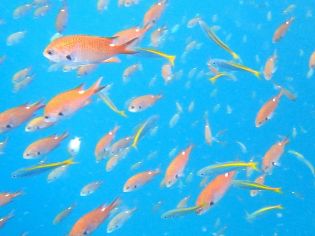 �H�ł����J���t���Ȃ����������͂��܂��B_�}�����X�|�[�c�@D-style