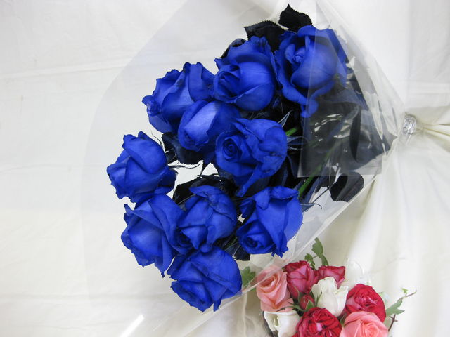 �u���[���[�Y_�a�d�k�k�`�@�q�n�r�`�i�x�b�����[�U�j