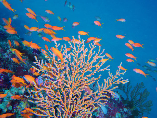 キンギョハナダイの群れ綺麗♪_伊豆高原ダイビングスクール リトルリッツ