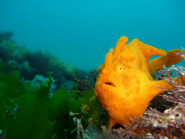 黄色が映える鮮やかなカエルアンコウ。捕食シーンは衝撃的です!_伊豆高原ダイビングスクール リトルリッツ