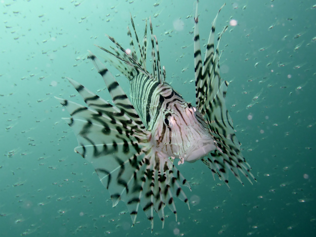 よく遭遇するミノカサゴ。まるで飛んでいるよう。す〜いすい、気持ちよさそうですね。_伊豆高原ダイビングスクール リトルリッツ