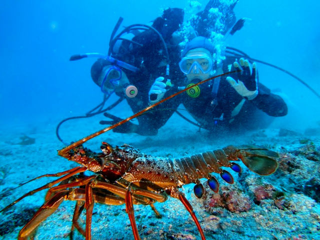 昼間はのんびり伊勢エビさんと一緒にハイチーズ♪_伊豆高原ダイビングスクール リトルリッツ
