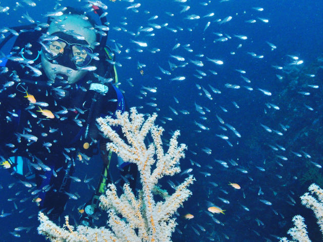 群れで顔見えない位いっぱい群れてます_伊豆高原ダイビングスクール リトルリッツ