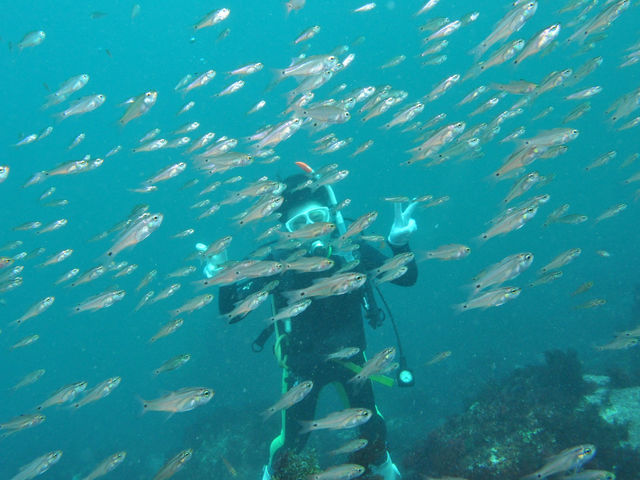 群れいっぱーい_伊豆高原ダイビングスクール リトルリッツ