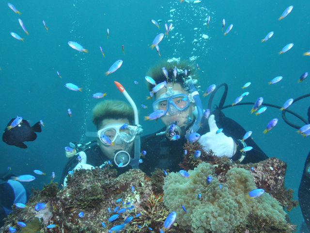 ソラスズメダイの群れはキレイ!_伊豆高原ダイビングスクール リトルリッツ