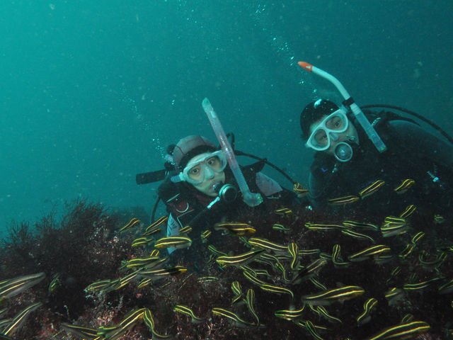 ゴンズイも毒針があるので触ってはいけません_伊豆高原ダイビングスクール リトルリッツ