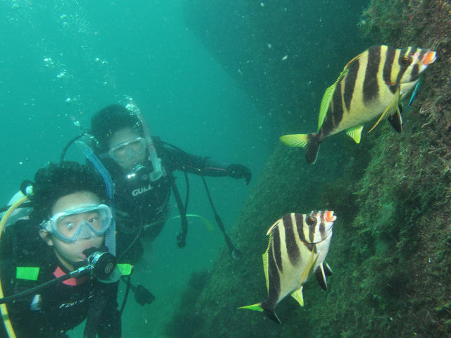 魚との距離が近い!海の生物は近くで観察できます_伊豆高原ダイビングスクール リトルリッツ