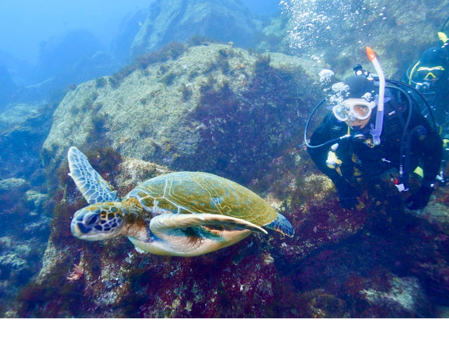 伊豆でもカメ、見られます!_伊豆高原ダイビングスクール リトルリッツ
