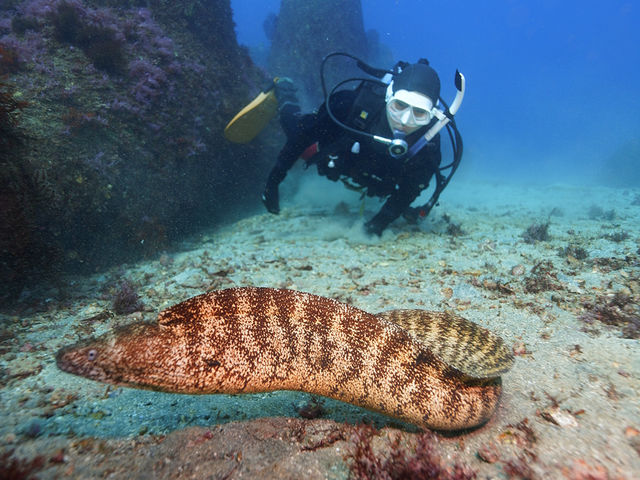 ウツボは臆病
ゆっくり寄れば近くで写真撮れます!_伊豆高原ダイビングスクール リトルリッツ